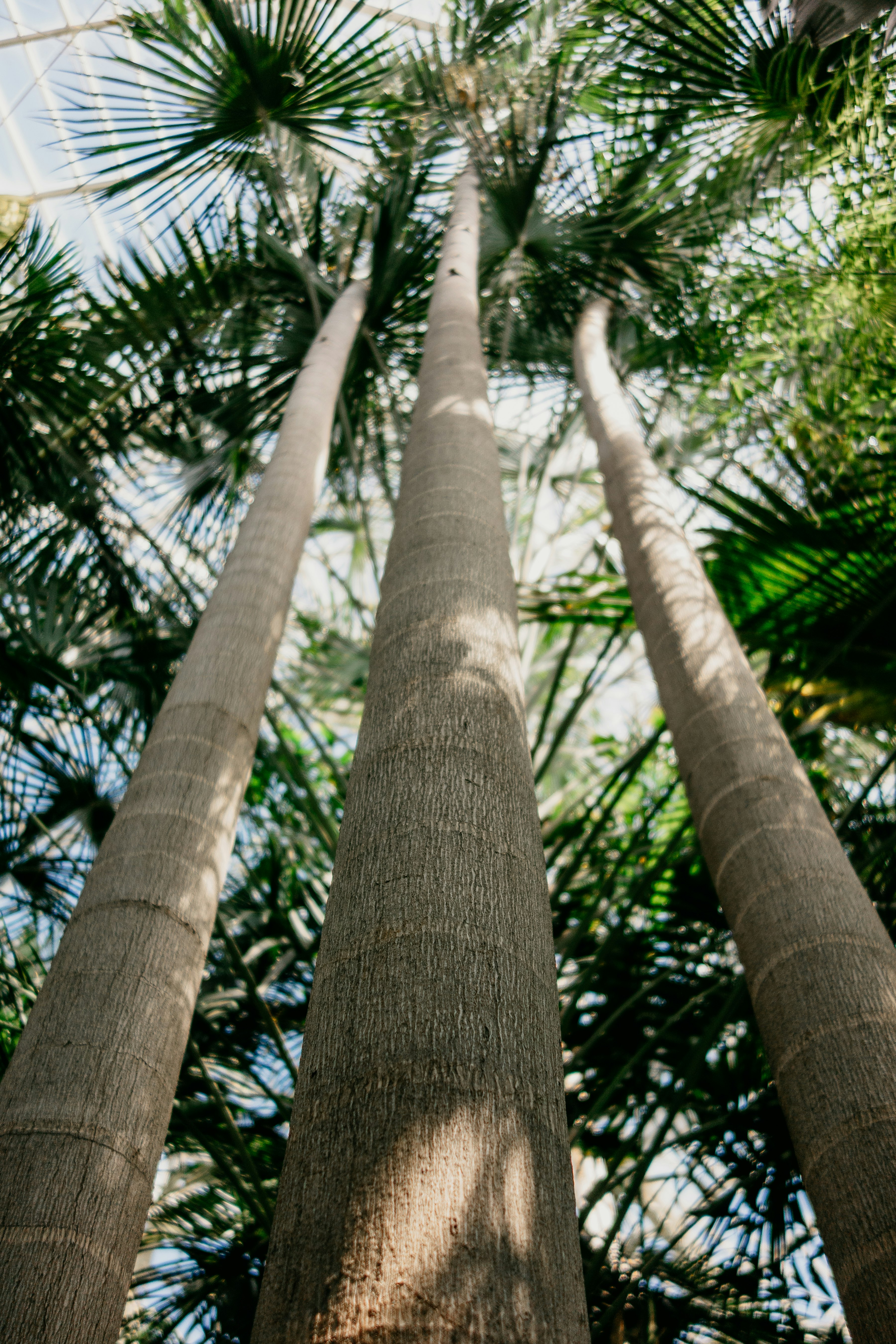 low-angle photography of trees